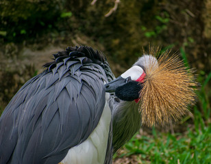 grey crowned crane in cleaning