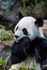 Obraz premium Rare black and white endangered panda surrounded by stringy bamboo and mulched ground