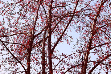 겨울산수유 얼매