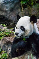 Rare black and white endangered panda surrounded by stringy bamboo and mulched ground