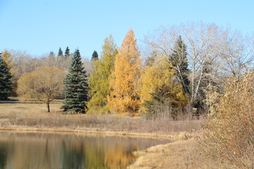 Trees In Autumn Colours, Gold Bar Park, Edmonton, Alberta