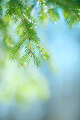 Spruce (Picea abies) needles and branches. Selective focus and shallow depth of field.