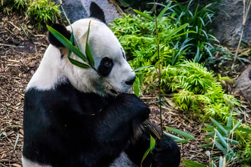 Rare black and white endangered panda surrounded by stringy bamboo and mulched ground