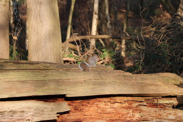 The squirrel on the tree