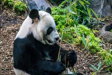 Rare black and white endangered panda surrounded by stringy bamboo and mulched ground