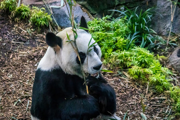 Rare black and white endangered panda surrounded by stringy bamboo and mulched ground
