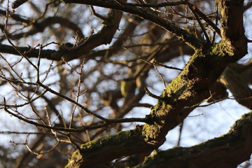 Branches of a city