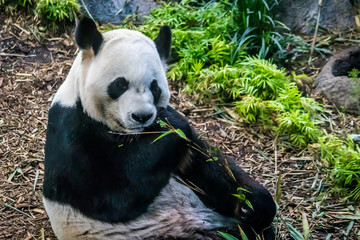Rare black and white endangered panda surrounded by stringy bamboo and mulched ground