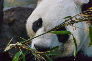 Rare black and white endangered panda surrounded by stringy bamboo and mulched ground