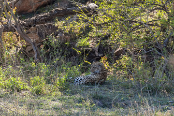 Leopard sitting in the grass on hot day, Kruger Park
