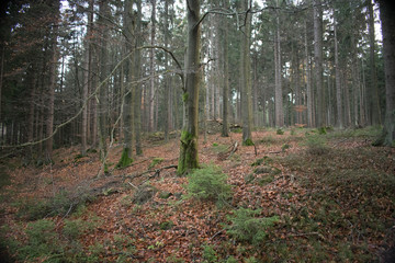 Fototapeta premium Herbst