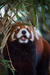 Fluffy endangered red panda frolicking within the trees