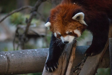 Fluffy endangered red panda frolicking within the trees