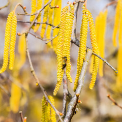 Pollination by bees earrings hazelnut. Flowering hazel hazelnut.
