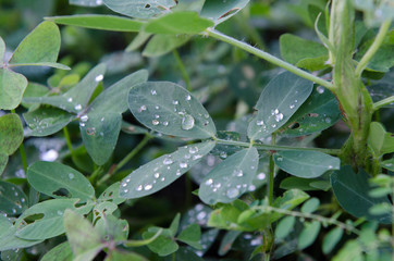 Folhas do pé de amendoim após a chuva