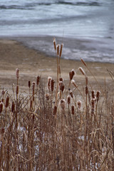 綿のような冬のガマの穂