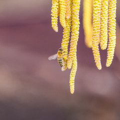 Pollination by bees earrings hazelnut. Flowering hazel hazelnut.