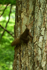 木に止まってこちらを見る夏の子リス
