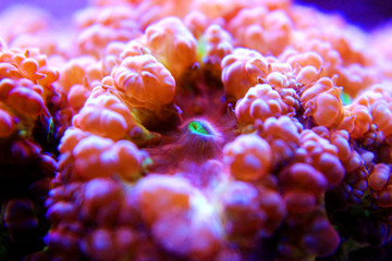 Naklejka na ściany i meble Blastomussa LPS colorful Coral - Blastomussa wellsi 