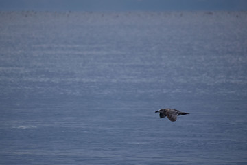 暗い海を低空飛行するカモメの幼鳥