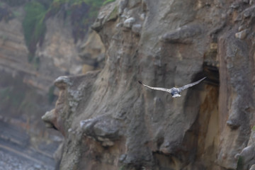 Cormorant flying along the cliffs, La Jolla Beach, San Diego, California, 