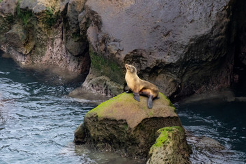 California Sea Lion sitting on rocks in morning light in La Jolla, San Diego, California