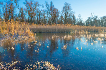 Obraz premium Frozen lake in the light of sunrise below a blue sky in winter
