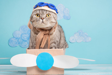 The cat sits a cute pilot Sedit aviator in a paper plane, a Scottish Whiskas in a mask and goggles of an airplane pilot. The concept of the pilot, super cat, flight.