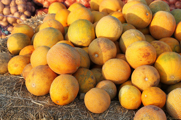 A bunch of ripe melons lying on the market and lit by the sun. South of Ukraine