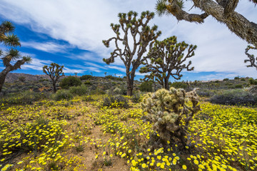 Lost Horse Valley, Joshua Tree National Park, California, United States