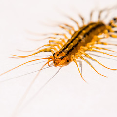 The Flycatcher. Scutigera coleoptrata. Centipede flycatcher, ins