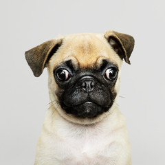 Adorable Pug puppy solo portrait