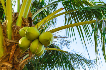 Fototapeta premium Green raw coconuts on a palm tree