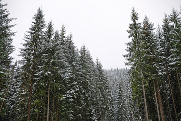 Beautiful view of conifer forest on snowy winter day