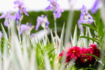 Fototapeta premium Red flowers in focus in the garden purple flowers