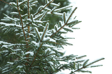 Closeup view of fir tree covered with snow on white background