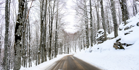 View of a road that passes in the middle of a forest of snow-covered pine trees. Winter season in...