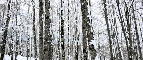 Obraz premium Close-up view of snow-covered pine tree trunks. National Park of Abruzzo, Lazio and Molise, Italy.