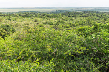 Obraz premium ST. Lucia wetlands park view on jungle, South Africa