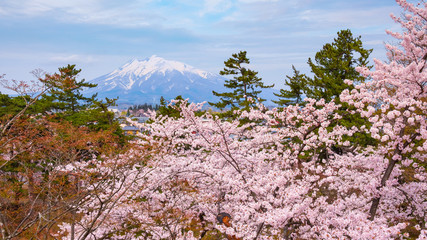  Full bloom Sakura - Cherry Blossom  at Hirosaki park, Japan
