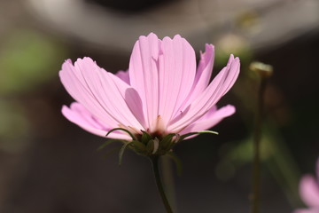 Obraz premium Pink cosmos flower in sunlight