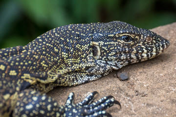 Big lizard on stone in St. Lucia South Africa