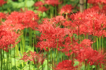 曼珠沙華の花（日本埼玉県飯能市）9月に撮影