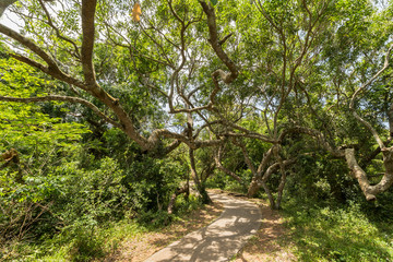 St. Lucia wetlands park landscape, South Africa
