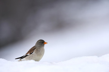 White winged snowfinch
