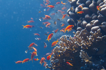 Lyretail Anthias and Arabian Chromis Over Net Fire Coral in Red Sea