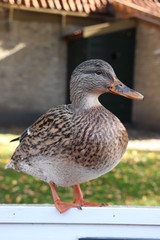 A female duck, closeup