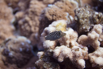 Hawaiian Whitespotted Toby on Coral Reef