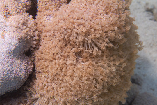 Goniopora columna Coral Colony in Red Sea