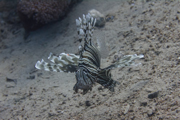 Common Lionfish in Red Sea
